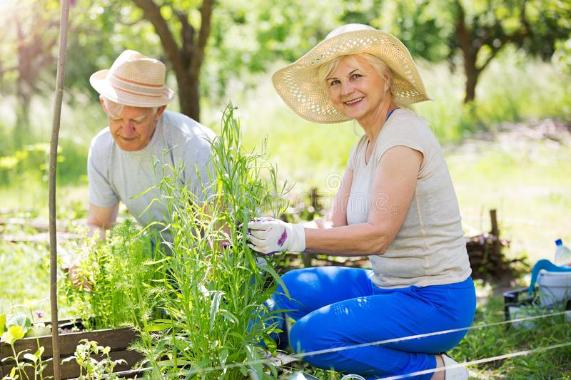Happy senior couple gardening together representing compassionate live in care services